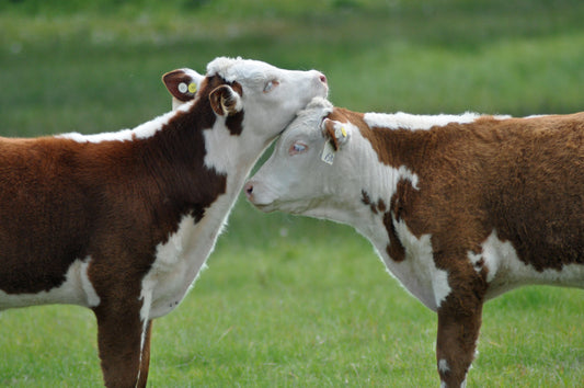 Calf Hugs Canvas Print