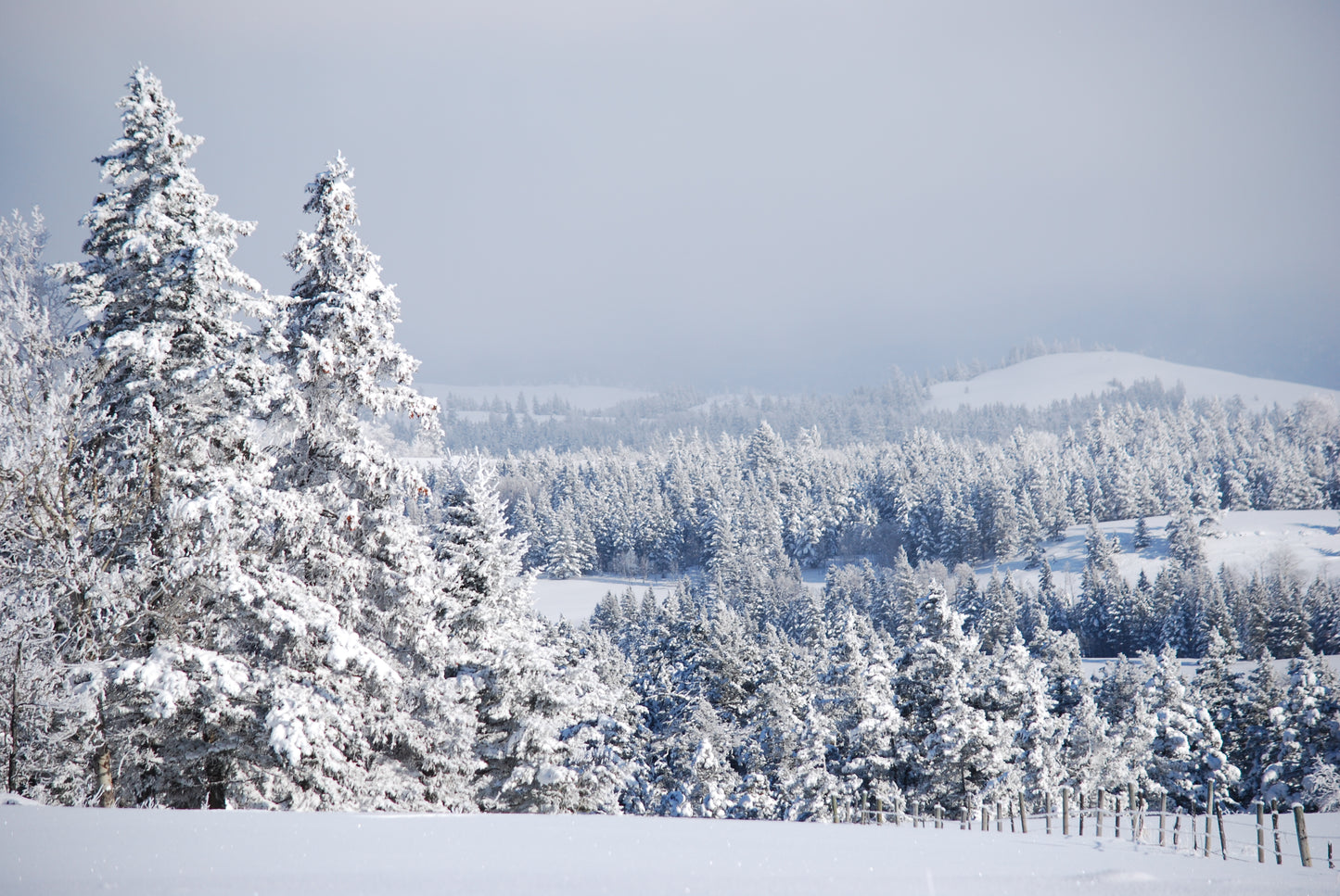 Frosty Morning Canvas Print