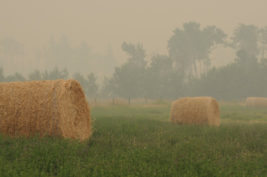 Smokey Skies Canvas Print