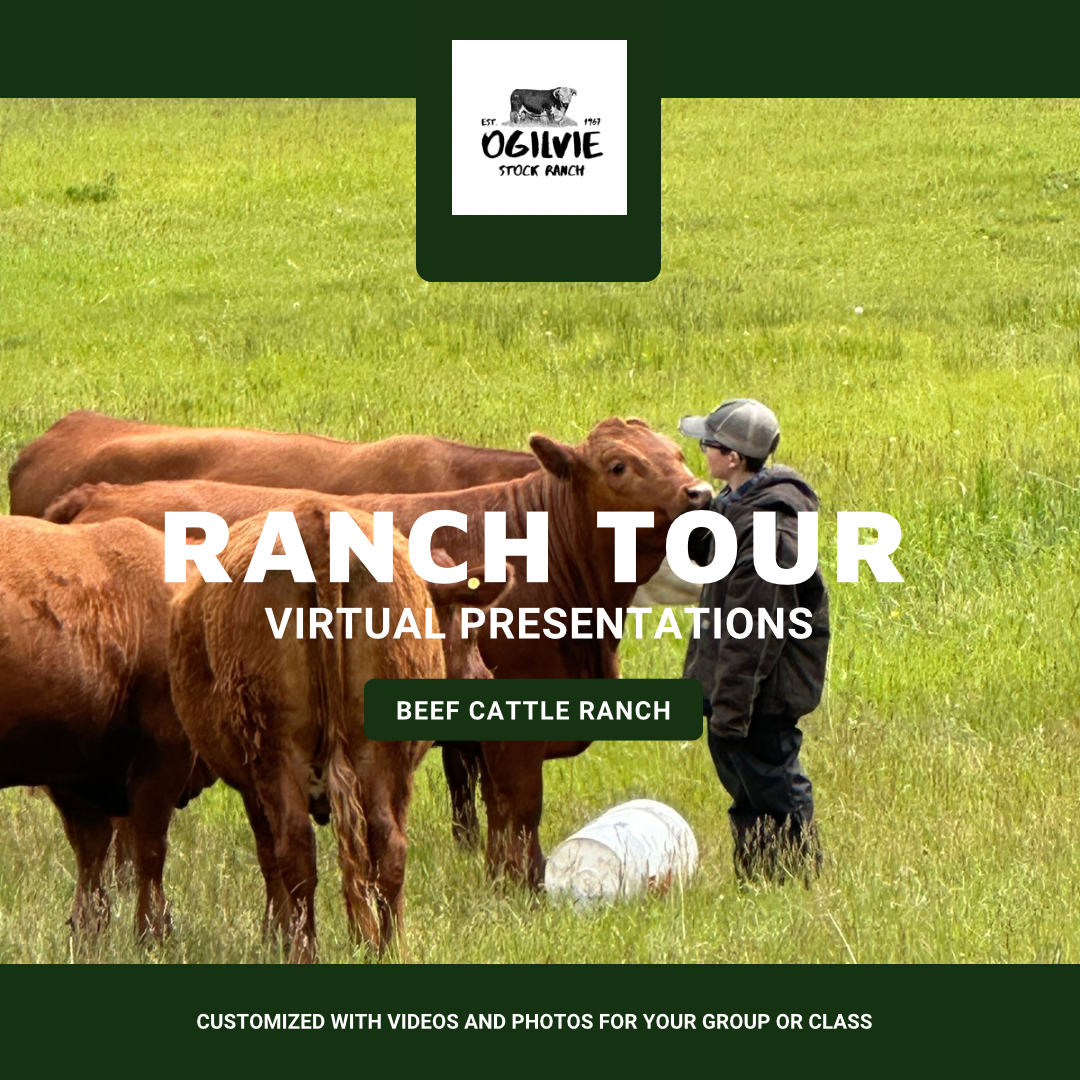 Virtual Canadian Beef Ranch Tour